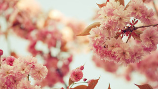 Pink flowers blooming branch sunlight - a tree branch in the sun light of the day free wallpaper