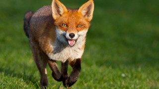 Red fox running grassy field 3 - a red fox free wallpaper