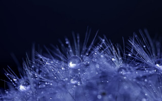 Dandelion water droplets macro night 3 - dorothea braby free wallpaper