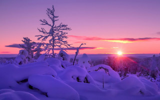 Sunset snowy landscape tree pink - winter free wallpaper
