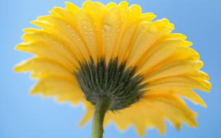 Yellow flower water droplets blue 3 - a yellow flower free wallpaper