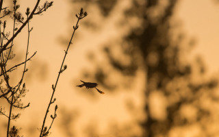 Bird silhouette branch autumn bokeh - dawn free wallpaper