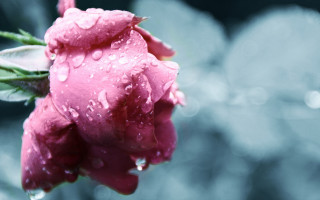 Pink rose water droplets macro 32 - a pink rose free wallpaper