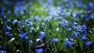 Blue flower field grass blurry - the ground and grass free wallpaper