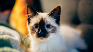 Blue eyed cat couch blurry - felix octavius carr darley free wallpaper