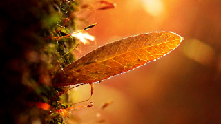 Leaf mossy surface autumn sunset - a mossy surface free wallpaper
