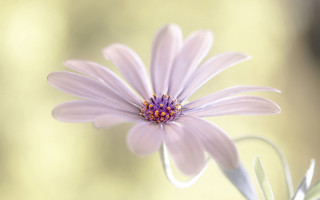 Daisy lily flower bug macro - cindy wright free wallpaper for desktop
