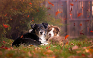 Dogs leaves fence autumn blurry - two dog free wallpaper