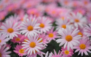 Pink white flower field macro - free flowers wallpaper