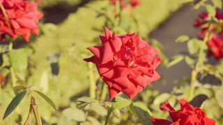 Red rose garden bokeh shallow - green leaf and flowers free wallpaper