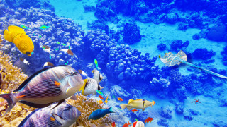 Fish coral reef ocean blue 12 - ernst haeckel free wallpaper