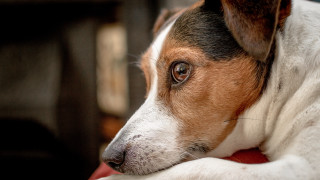 Dog laying red blanket art - a red blanket free wallpaper