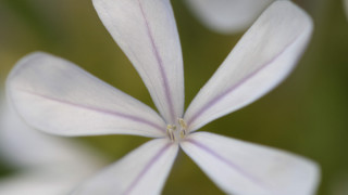 Flower butterfly macro shallowdepth naturalism - a blurry background of flowers free wallpaper