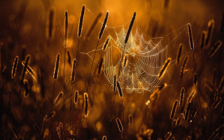 Spider web dew sunset field - dew free wallpaper