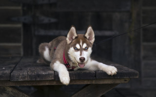 Husky wooden bench blue eyes - his tongue free wallpaper