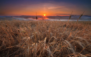 Sunset foggy field mountains grass - heavy grain free wallpaper