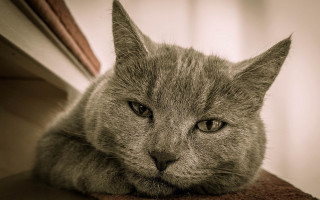 Cat laying towel sad eyes - a towel free wallpaper