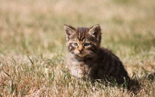 Small kitten grass field sad - a small kitten free wallpaper