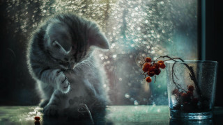 Cat glass water flower table - misty free wallpaper