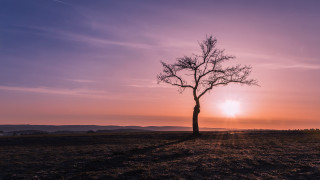 Lone tree sunset purple sky - godray free wallpaper