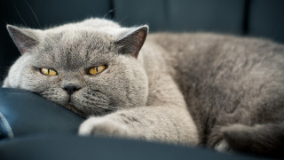 Gray cat yellow eyes couch 3 - angry free wallpaper