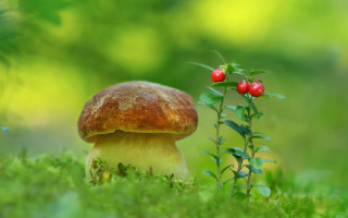 Mushroom plant grass blurry background - a mushroom free wallpaper