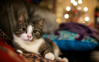 Cat christmas couch blurry bokeh - f 1. free wallpaper for desktop
