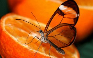 Butterfly orange slice surreal autumn - an orange slice free wallpaper