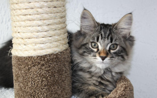 Cat sitting scratching post toy - post free wallpaper