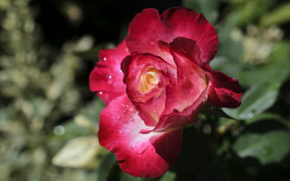 Red rose water droplets bokeh 4 - a red rose free wallpaper