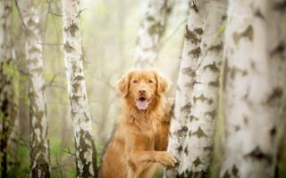 Happy dog in woods trees - happy free wallpaper for desktop