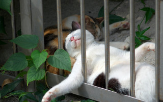 Cat cage plant blood vines - eye free wallpaper