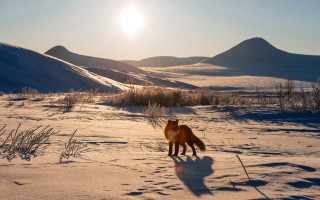 Horse snow mountains sunset nature - free dogs wallpaper