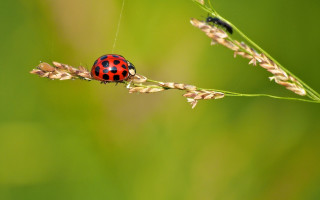 Ladybug green plant bug grass - a bug free wallpaper
