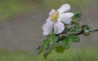White flower water droplets spider - alton tobey free wallpaper for desktop