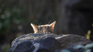 Cat rock portrait sharp focus - andrew geddes free wallpaper