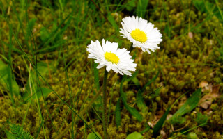 White flowers field nature macro - yellow center free wallpaper