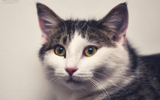 Black cat green eyes animal - a white wall behind free wallpaper