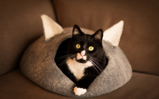 Black and white cat couch - detail free wallpaper