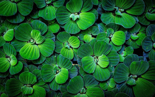 Green leaves macro ecological art - close free wallpaper for desktop