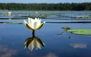 White flower floating pond lily - a pond free wallpaper for desktop