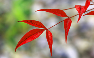 Red plant leaves macro blood - an zhengwen free wallpaper for desktop
