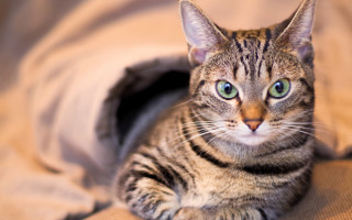 Cat bed blurry depth of - brenda chamberlain free wallpaper