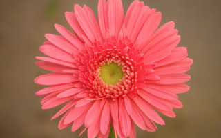 Pink flower vase green center - a brown background free wallpaper
