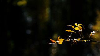 Yellow leaves forest macro backlighting - a few leaf free wallpaper