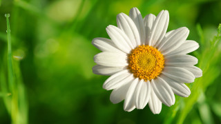White yellow flower green grass - green grass free wallpaper