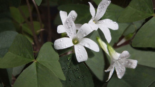 White flower water droplets butterfly - a green leafy area free wallpaper