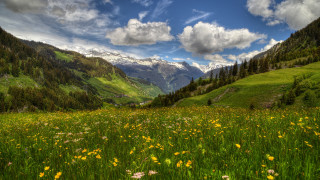 Flower field mountains clouds blue 3 - white cloud free wallpaper for desktop