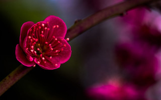 Flower closeup branch pink blurry - a branch free wallpaper for desktop