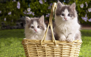 Kittens basket grass sun cute - the sun free wallpaper